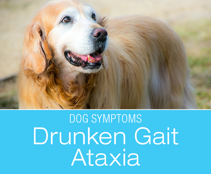Drunken Gait/Ataxia in Dogs: Why Is My Dog Stumbling Around?