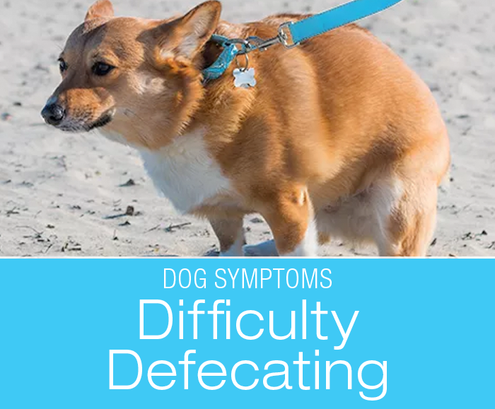 Difficulty Defecating in Dogs: Why Is My Dog Straining to Poop?