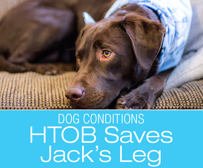 HBOT Treats Spider Bite: Hyperbaric Oxygen Therapy—Jack's Spider Bite