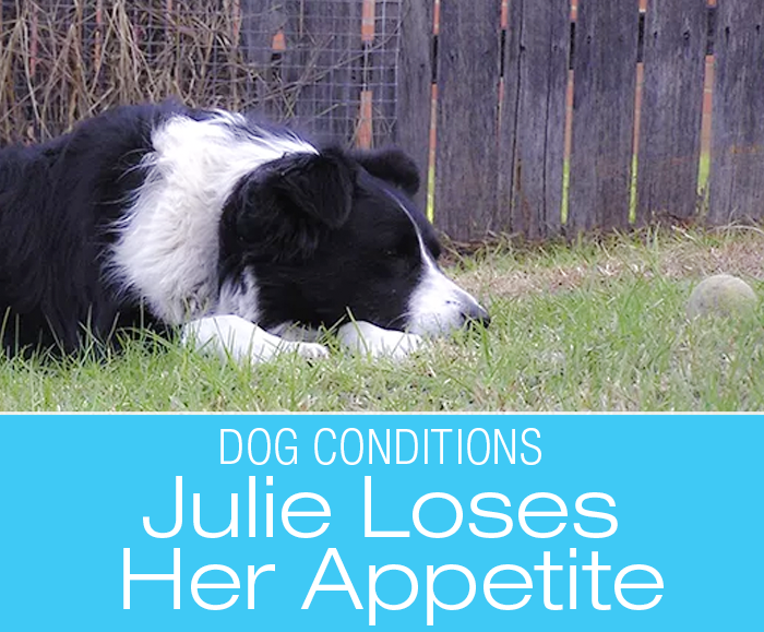 When Your Dog Stops Eating: Julie's Story