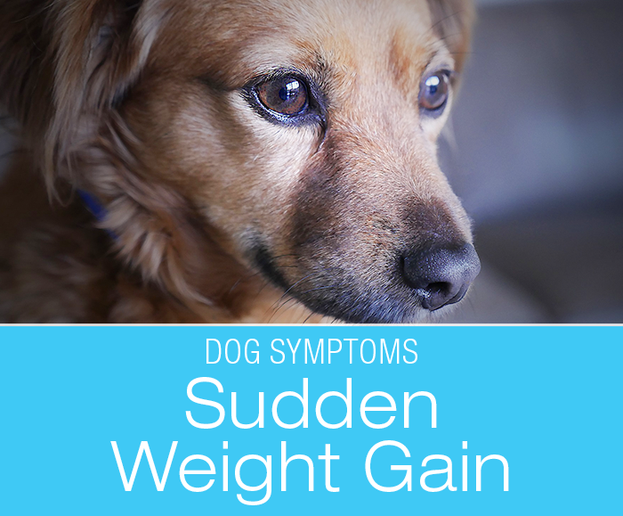 Sudden Weight Gain in Dogs: Why Has My Dog Expanded in Front of My Eyes?
