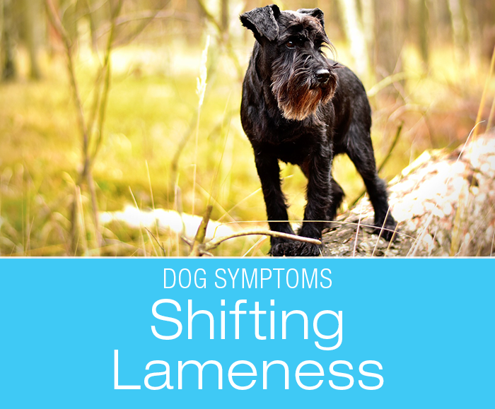 Shifting Lameness in Dogs: Is It Always Lyme Disease?