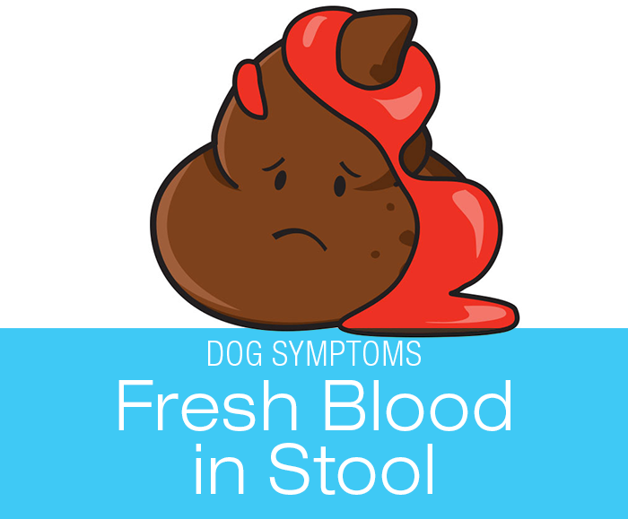 Blood in Dog Stool: Why Is There Blood in My Dog's Poop?