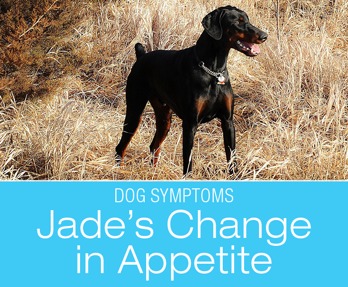 Individuality of Dog Symptoms: A Subtle Sign for One Dog, a Major Red Flag for Another—Jade's Story