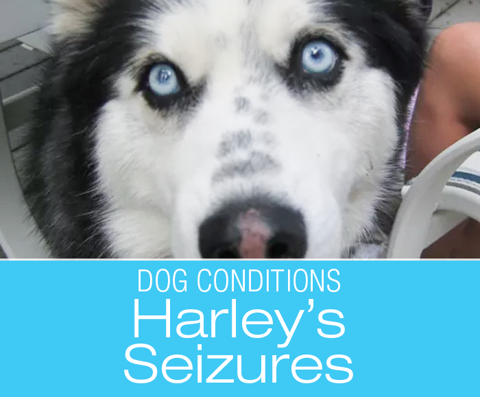 Senior Canine Seizures: Harley's Story