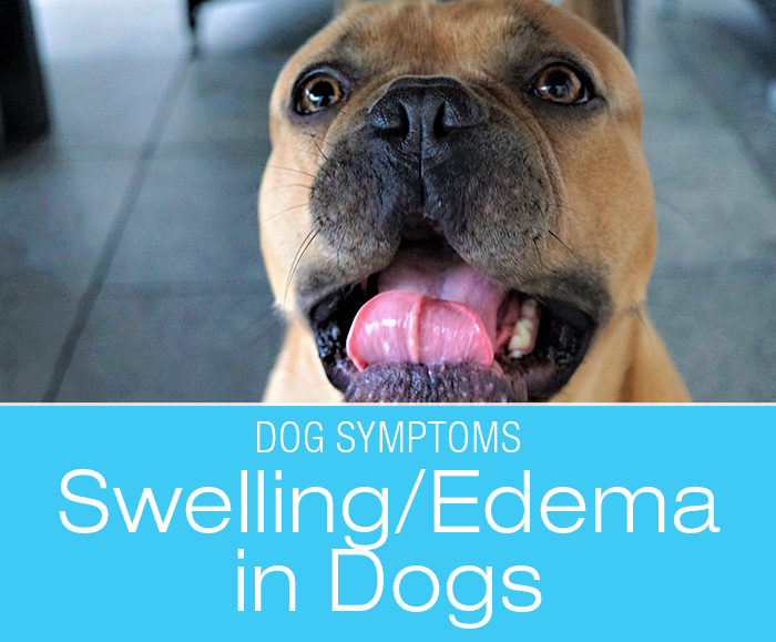 Swelling (Edema) in Dogs