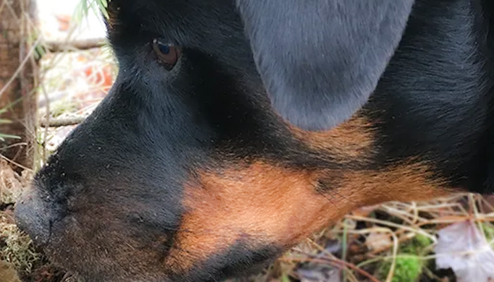 Dog Care and Trust: How Do I Know When There Is Something Wrong with Cookie's Foot?