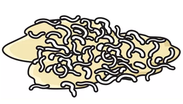 Worms in a Dog's Vomit: Why Is My Dog's Puke Full of Worms?