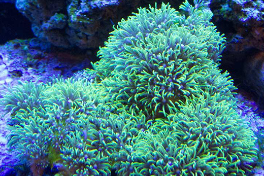 Canine Hairy Feet (Hyperkeratosis): What's Happening to My Dog's Feet?