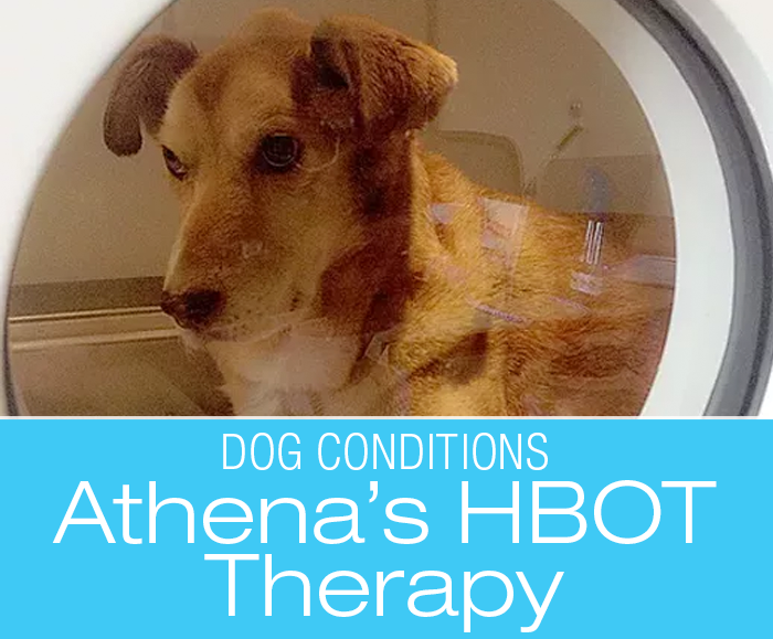 Hyperbaric Oxygen Therapy for Dogs: Athena's Thrombocytopenia