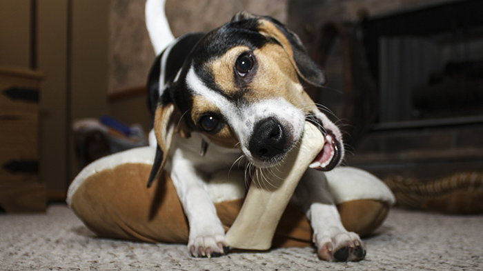 Canine Dental Health: Veterinarians Answer Whether Chewing Promotes Dental health