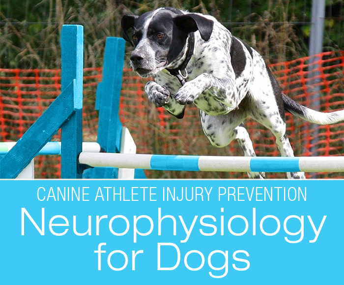 Using Neurophysiology for Dogs: Canine Athlete Injury Prevention beyond the Traditional Means