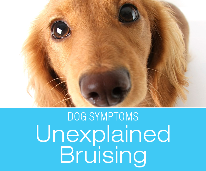Unexplained Bruising in Dogs: Why Is My Dog Bleeding under the Skin? Don't Think Minor Trauma