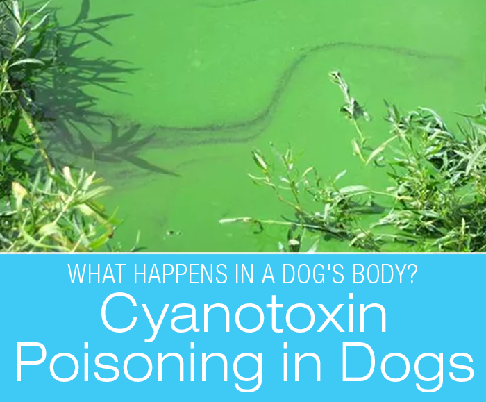 Cyanotoxin Poisoning in Dogs: What Happens in a Dog's Body with Cyanotoxin?