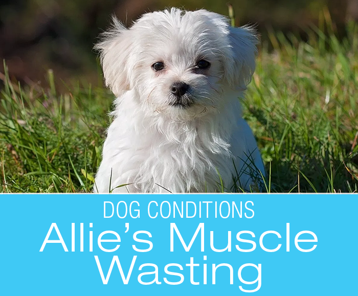 Loss of Muscle in Dogs: Allie's Muscle Wasting