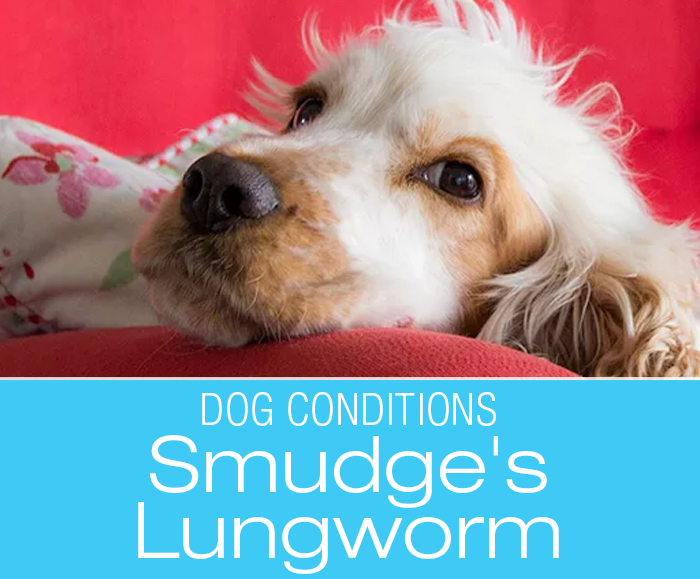 Lungworm Infection in Dogs: It's not always Kennel Cough--Smudge's Lungworm Infection
