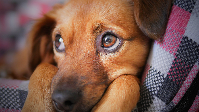 Jaundice (Icterus) in Dogs: Why Is My Dog Turning Yellow?