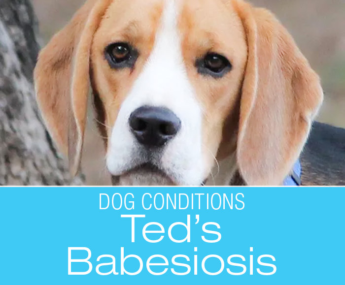 Babesiosis in a Dog: Ted’s Story