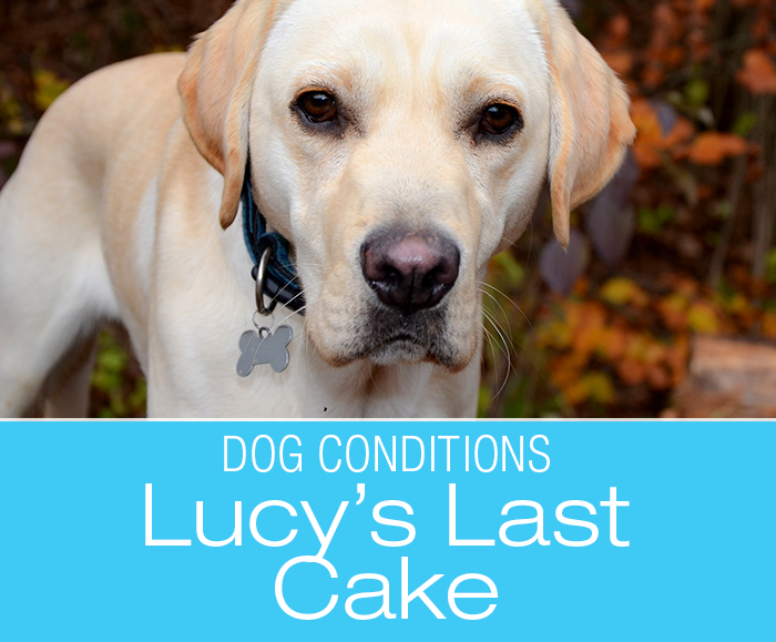 Canine Xylitol Toxicity Awareness: Lucy's Last Cake