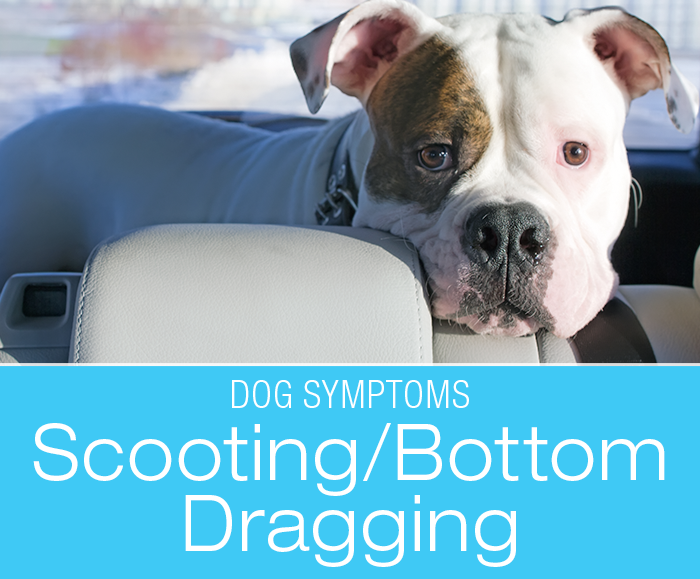 Scooting in Dogs: Why Is My Dog Dragging Their Bum On The Ground?