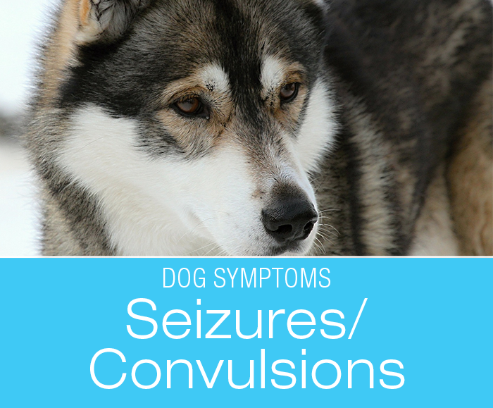 Seizures or Convulsions in Dogs: What Can Seizures Look Like and What Can Cause Them?