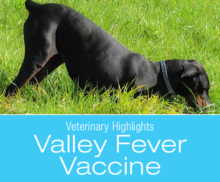 Canine Valley Fever Vaccine: Veterinary Highlights