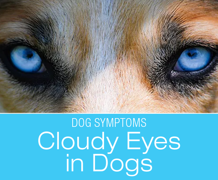 Causes of Cloudy Eyes in Dogs: What's Happening To My Dog's Eyes?