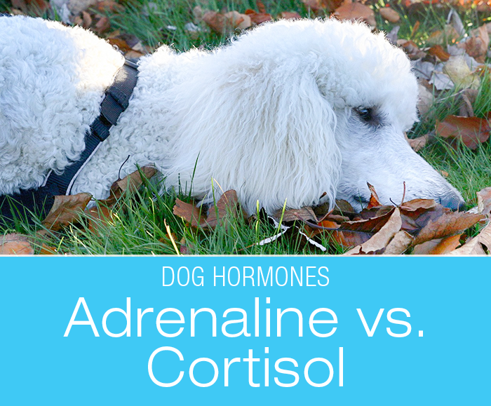 Dog Adrenal Hormones: What is the Difference between Adrenaline and Cortisol?