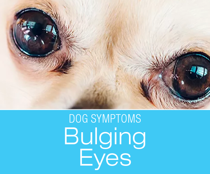 Bulging Eyes in Dogs: When Your Dog's Bulging Eyes Are Not Normal, And You Should Be Concerned