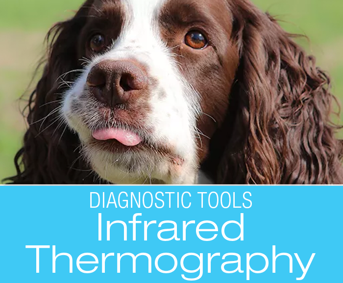 Veterinary Infrared Thermography: Thermal Imaging Diagnoses Early IVDD: Jack's Story