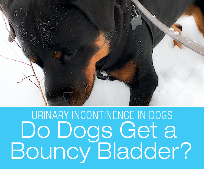 Do Dogs Get a Bouncy Bladder? A New Theory for Cookie's Leaks