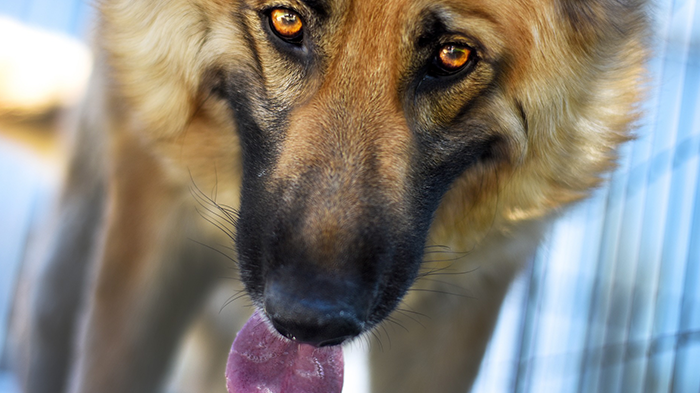 Canine Wax And Wane Arthritis: Molly’s Arthritis Acting Up? What Would You Do if It Was Your Dog?