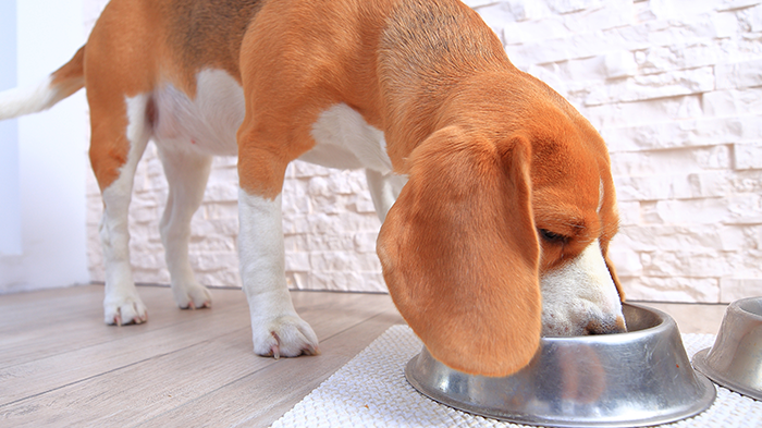 Excessive Hunger in Dogs: What If Your Dog Acts Like They’re Starving?