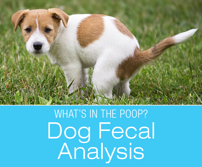 Canine Fecal Analysis: What Can Your Dog's Poop Reveal About Their Health?