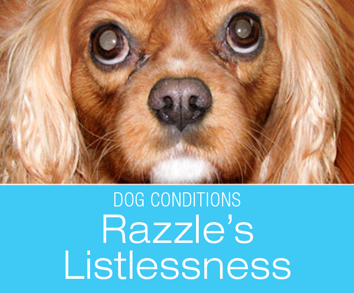 Fatigue in Dogs: Razzle Goes Listless. What Would You Do If It Was Your Dog?