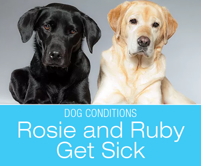 Two Dogs Sick at the Same Time: Rosie and Ruby's Story