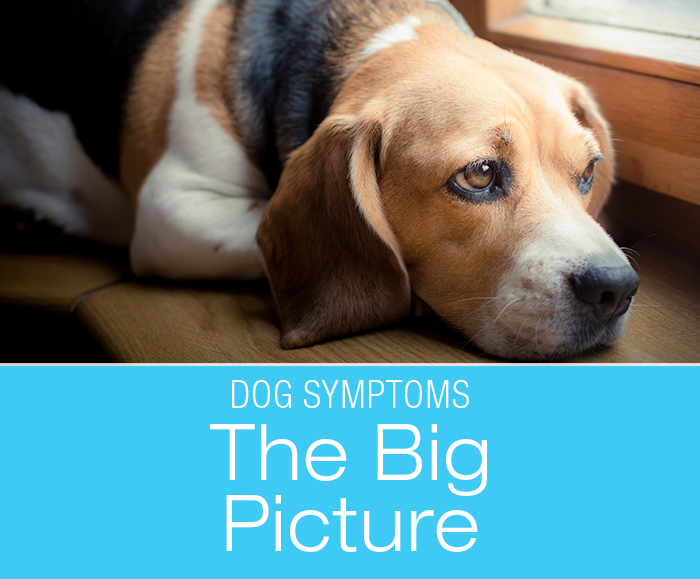 Symptoms to Watch for in Your Dog: The Big Picture