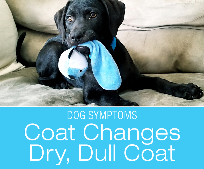 Coat Changes in Dogs: Why Is My Dog's Coat Dull and Dry?