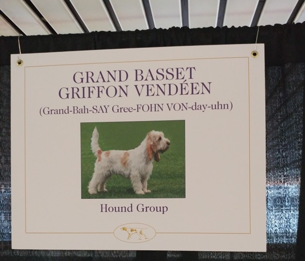 Grand Basset Griffon Vendeen 