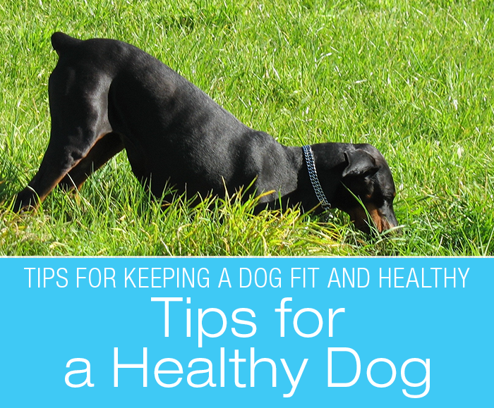Tips for a Healthy Dog: My Favorite Things for Keeping A Dog Fit and Healthy