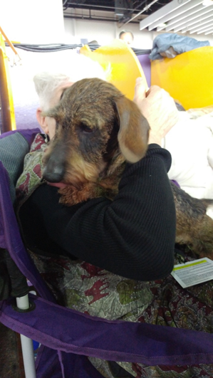 Wire-Haired Dachshund