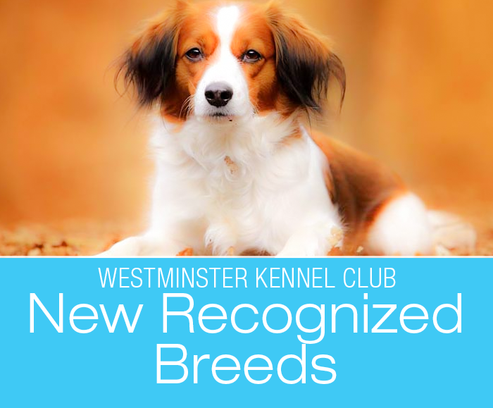 143rd Westminster Dog Show: An Old Hound, A New Hound, and a ‘Coy-ker-I can’t-pronounce- it-hond’!