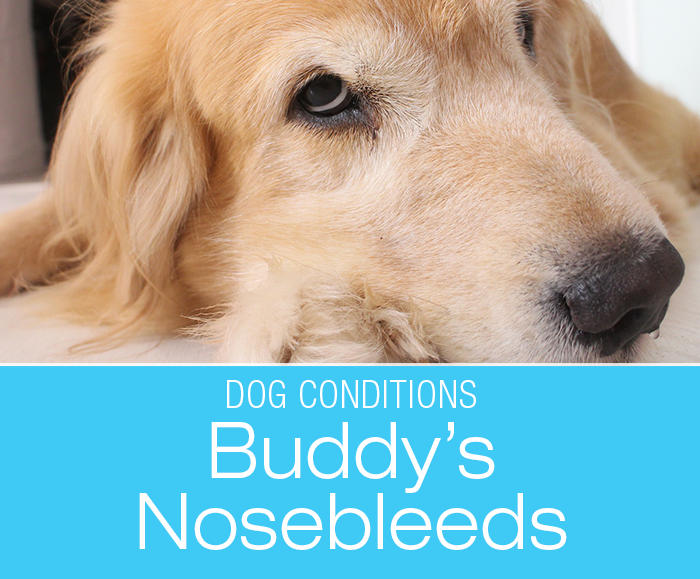 Nosebleeds in a Dog: Buddy's Nosebleeds. What Would You Do if It Was Your Dog?