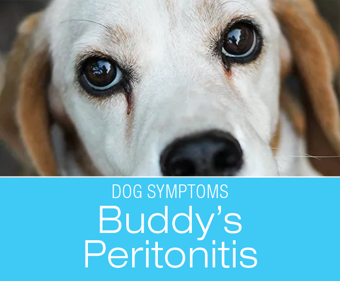 HBOT Treats Peritonitis in a Dog: Hyperbaric Oxygen Therapy (HBOT) - Buddy's Peritonitis