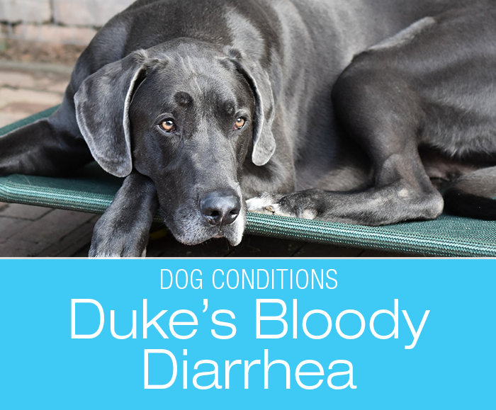 Bloody Diarrhea in Dogs: Duke's Bloody Vomiting and Diarrhea