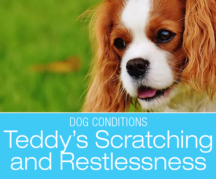 Scratching and Restlessness in Dogs: Teddy's Story. What Would You Do if It Was Your Dog?