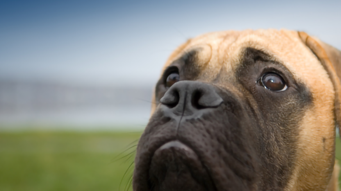 Collapse in Dogs: Rufus’ Collapse. What Would You Do if It Was Your Dog?