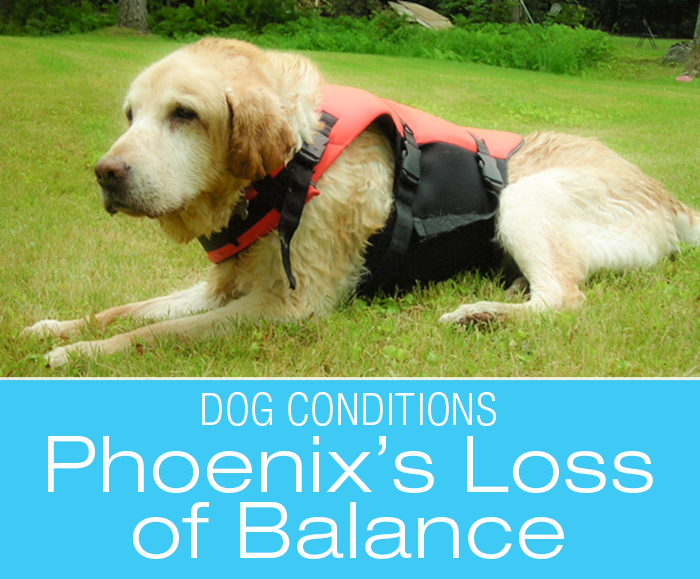 Loss of Balance in Dogs: Phoenix's Loss of Balance and Ability to Walk. What Would You Do if It Was Your Dog?