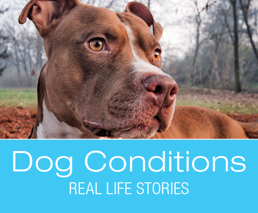 Retrobulbar Abscess in Dogs: Holly's Bulging Eye