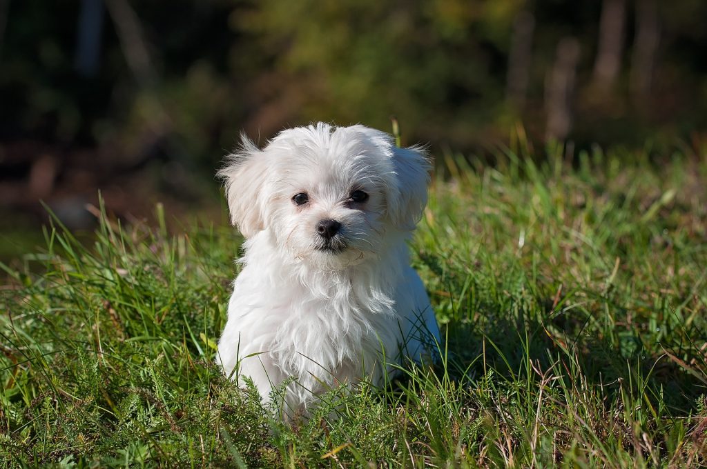 Muscle Wasting in Dogs: What Would You Do if It Was Your Dog? Allie's Story